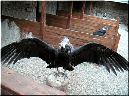 5vogel.jpg